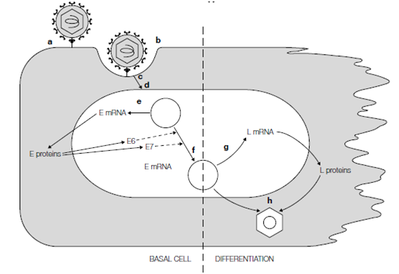 348_Genome expression and replication 1.png